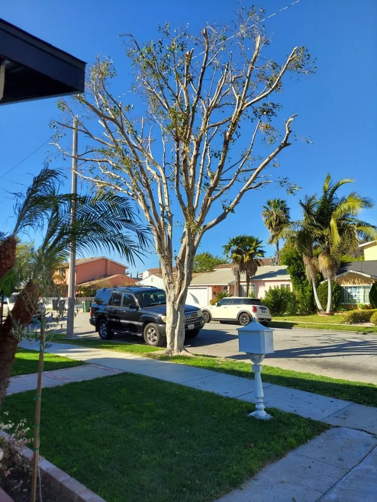 Reliable landscape design experts serving Los Angeles, CA - Flores Landscape and Construction