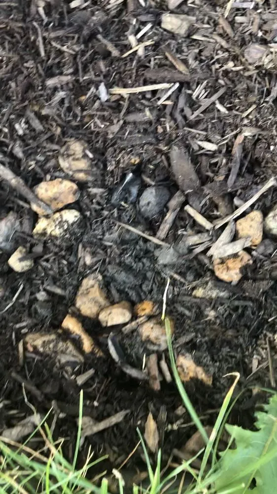 Top-rated outdoor landscaping for year-round maintenance across Joliet, IL - Flores Landscaping & Concrete