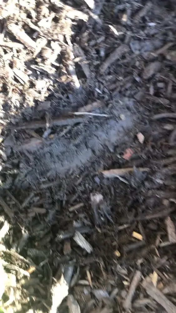 Expert yard cleanup service for beautiful yards in Joliet, IL by Flores Landscaping & Concrete