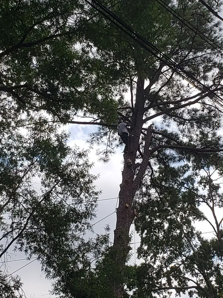 Affordable lawn mowing service experts serving Durham, NC - Flores Landscaping & Tree Service