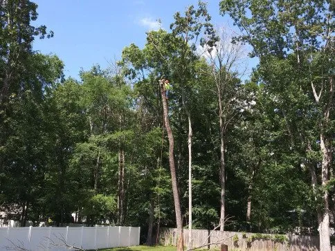 Affordable landscape design in Durham, NC by Flores Landscaping & Tree Service