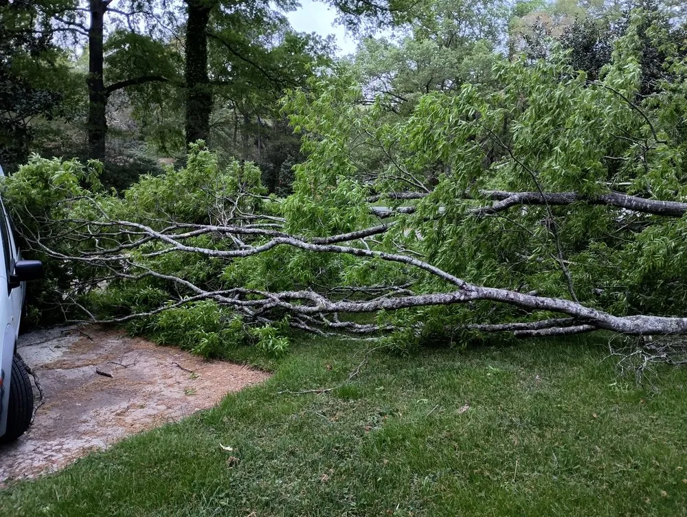 Professional landscape installation in Durham, NC by Flores Landscaping & Tree Service