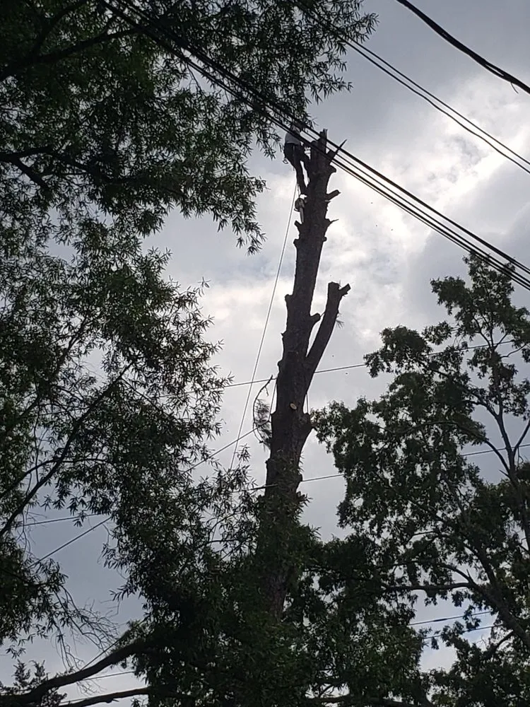 Professional lawn mowing service for residential properties in Durham, NC by Flores Landscaping & Tree Service