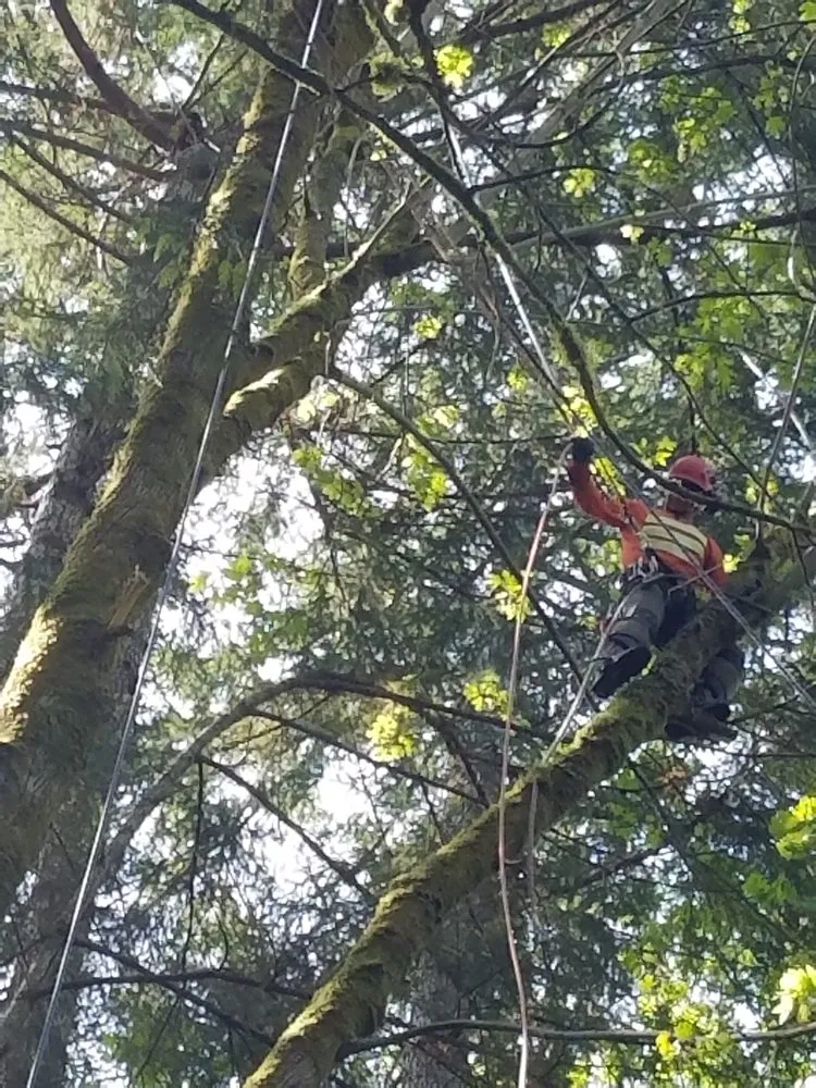 Professional outdoor landscaping in Shelton, WA - Flores Landscaping & Tree Service