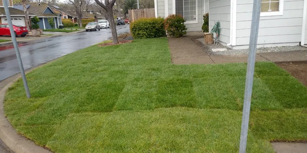 Custom yard maintenance for outdoor upgrades in Pittsburg, CA by Flores Landscaping And Maintenence