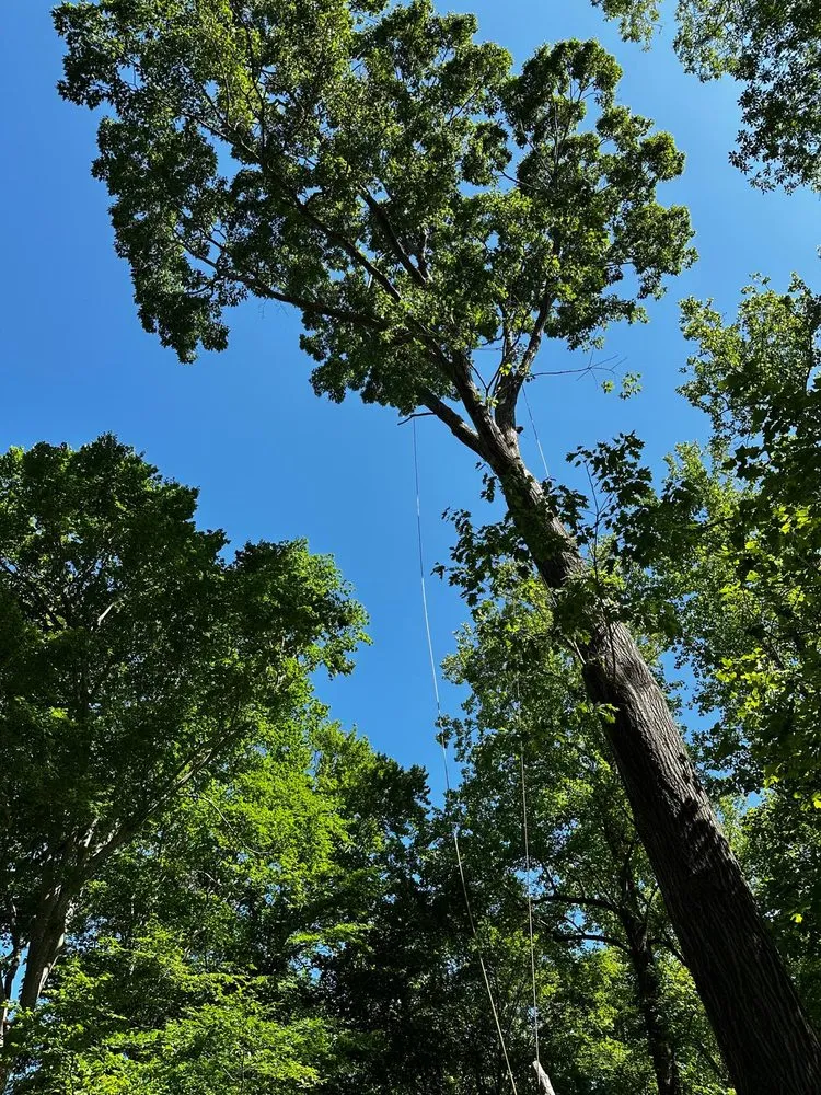 Local landscape design experts serving Durham, NC - Flores Landscaping and Tree Service