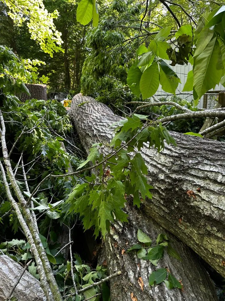 Reliable yard cleanup service in Durham, NC by Flores Landscaping and Tree Service