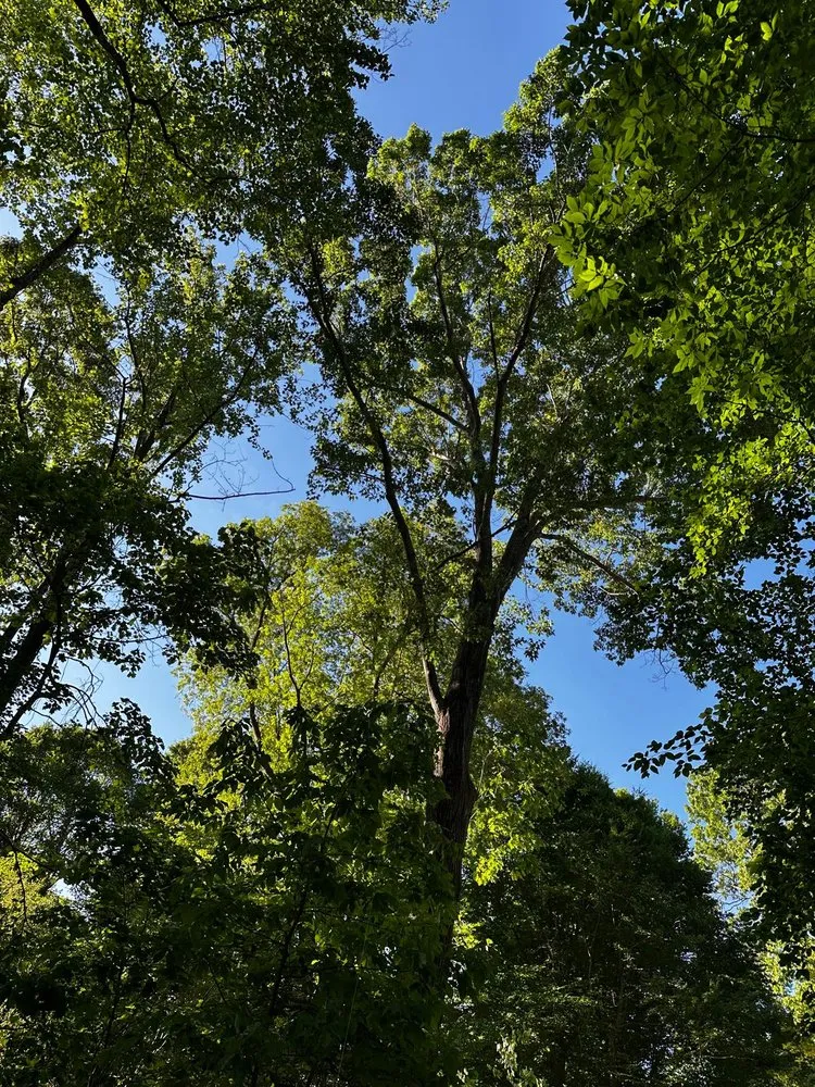 Expert garden landscaping for outdoor upgrades across Durham, NC - Flores Landscaping and Tree Service