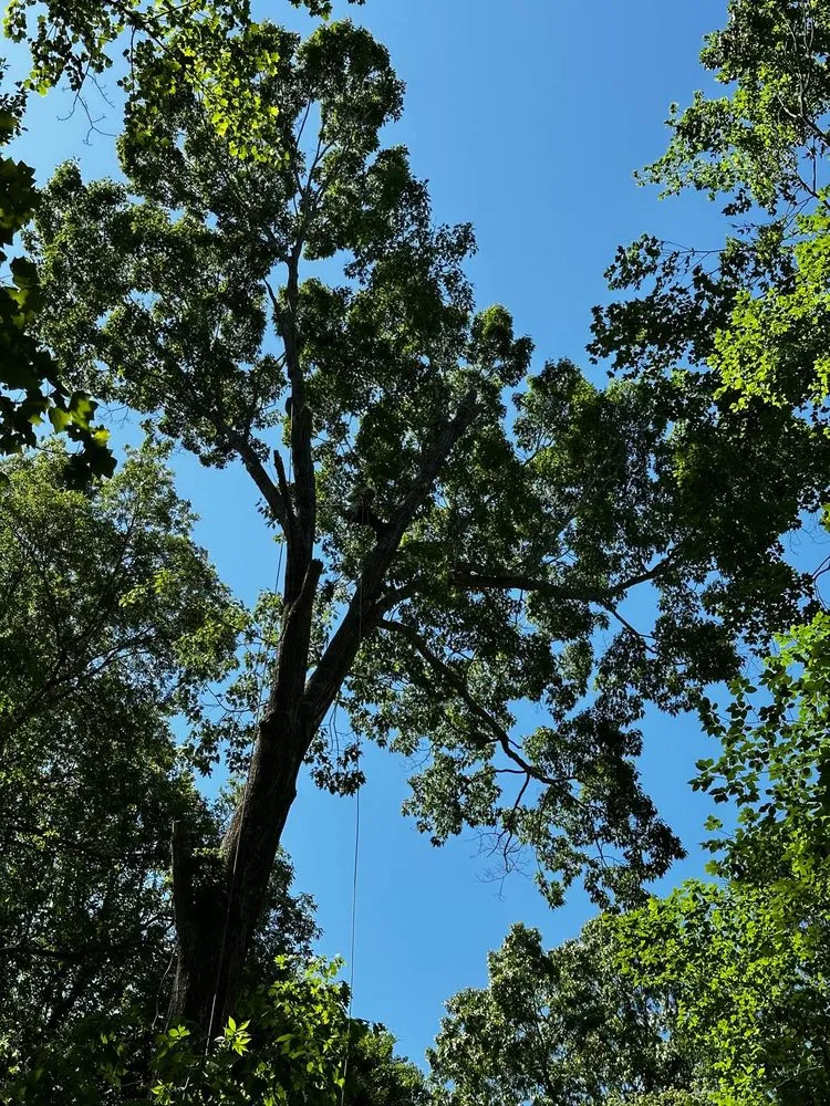 Reliable yard maintenance with custom design in Durham, NC by Flores Landscaping and Tree Service