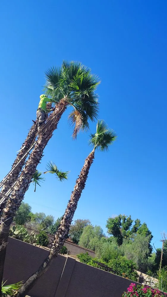 Local lawn mowing service experts serving Avondale, AZ - Flores Landscaping