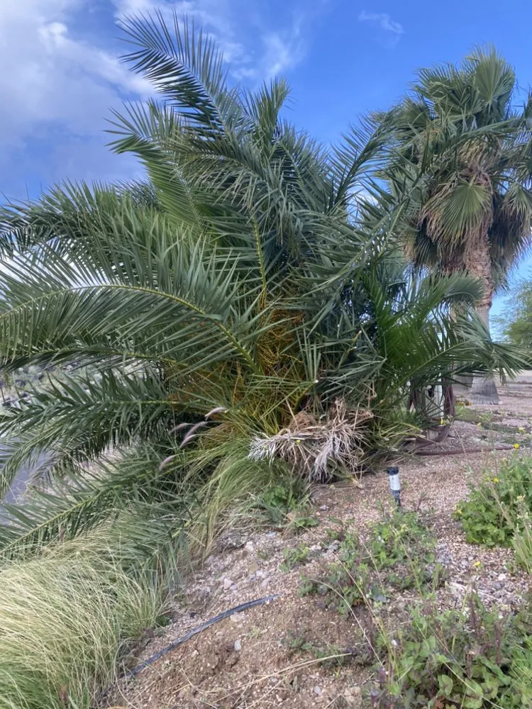 Local outdoor landscaping in Bullhead City, AZ - Flores Landscaping