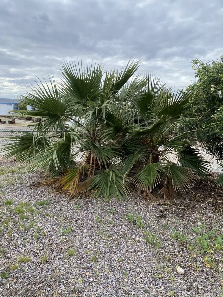 Expert lawn mowing service for beautiful yards across Bullhead City, AZ - Flores Landscaping