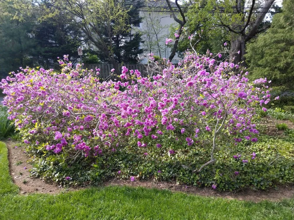 Custom landscaping services in Silver Spring, MD - Flores Landscaping Contractors