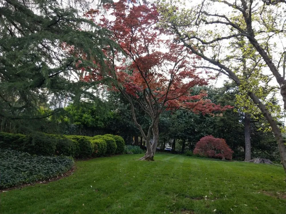 Custom lawn mowing service for homes in Silver Spring, MD by Flores Landscaping Contractors