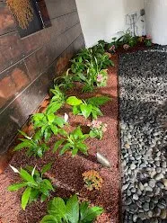 Affordable landscape installation in Daly City, CA by Flores Landscaping