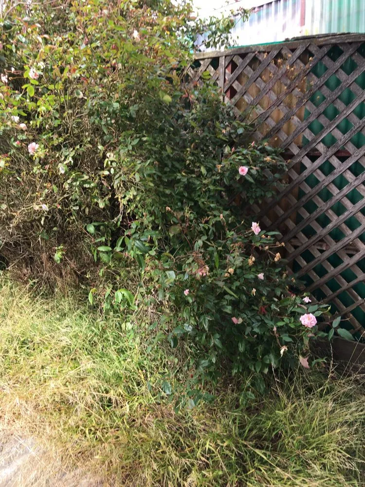 Local residential landscaping in Daly City, CA by Flores Landscaping