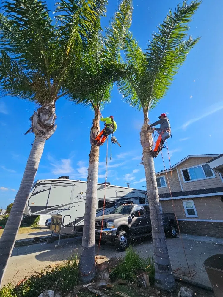 Trusted yard maintenance for residential properties in Garden Grove, CA by Flores Landscaping