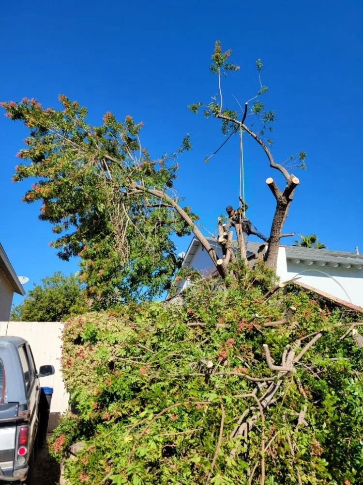 Professional lawn mowing service with custom design in Garden Grove, CA by Flores Landscaping