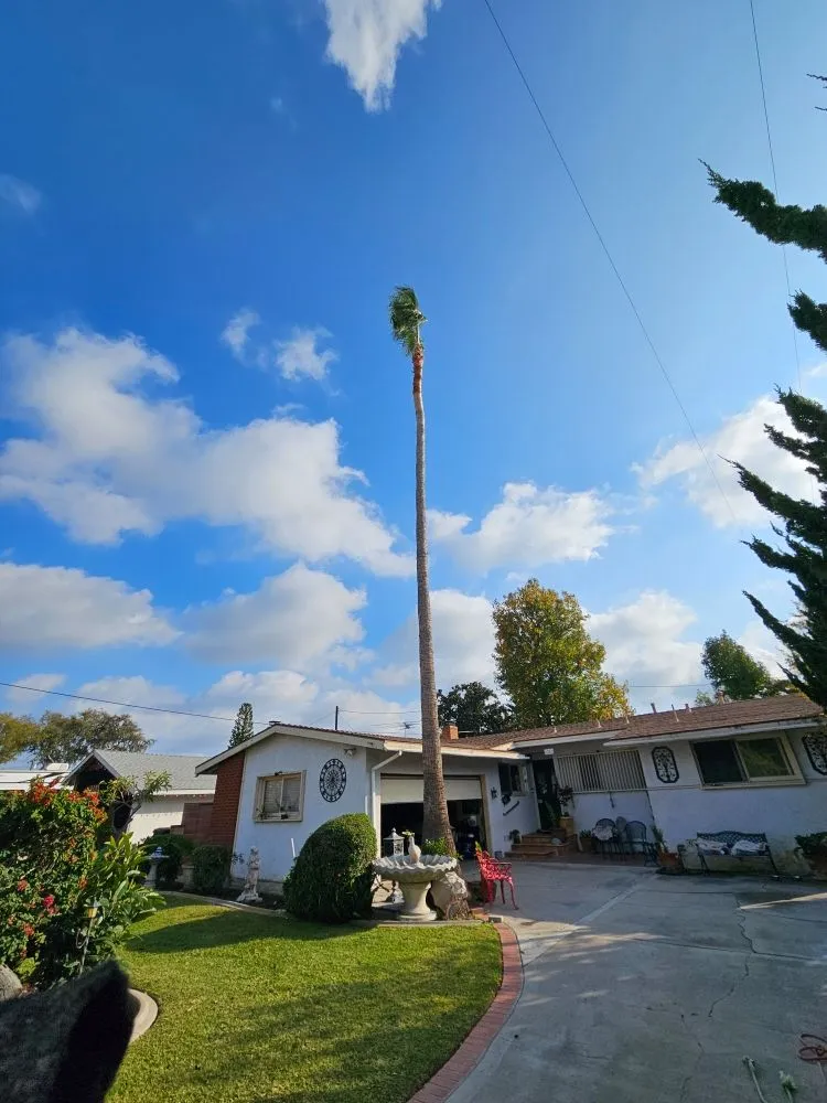 Top-rated landscaping services experts serving Garden Grove, CA - Flores Landscaping