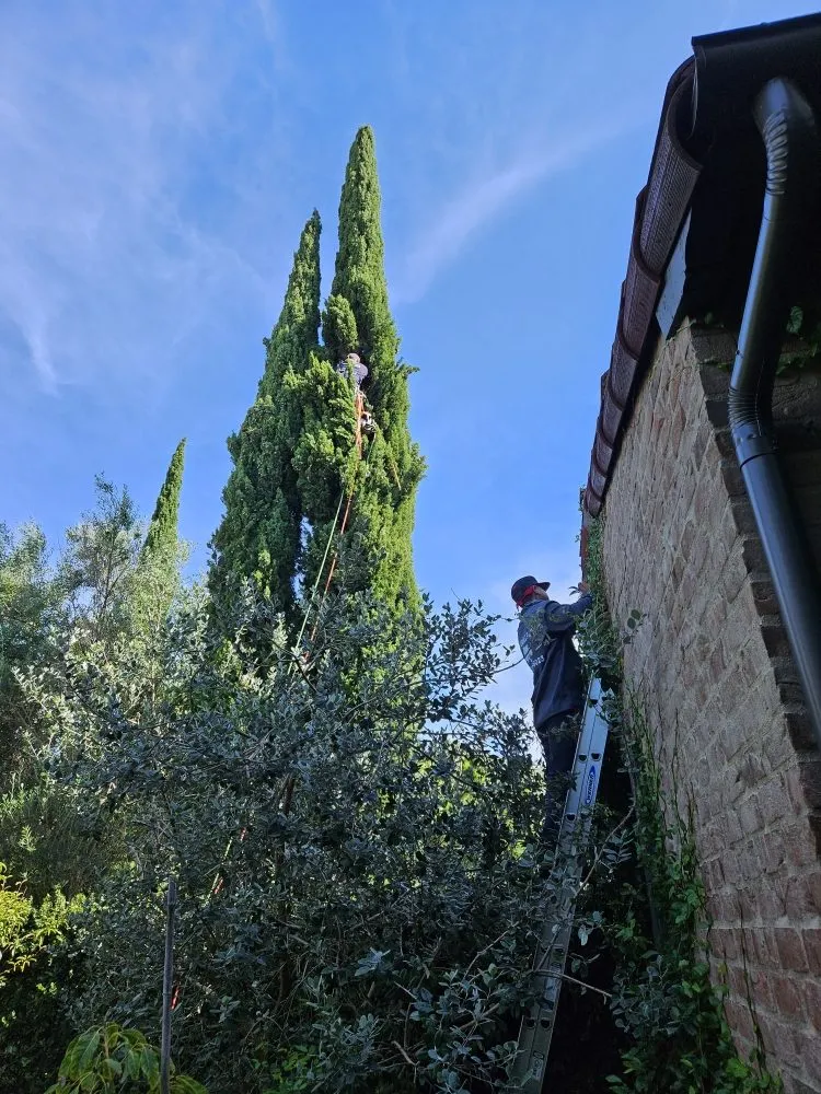 Top-rated yard cleanup service in Garden Grove, CA - Flores Landscaping