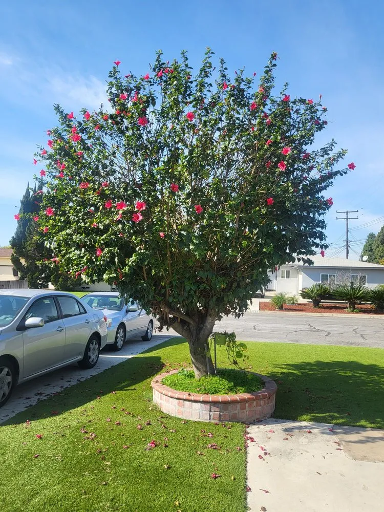 Trusted lawn mowing service in Garden Grove, CA by Flores Landscaping