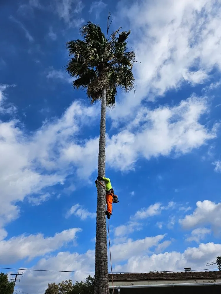 Reliable yard maintenance experts serving Garden Grove, CA - Flores Landscaping