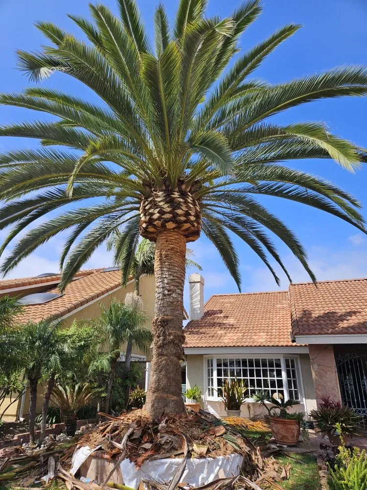 Custom landscape design near you in Garden Grove, CA by Flores Landscaping