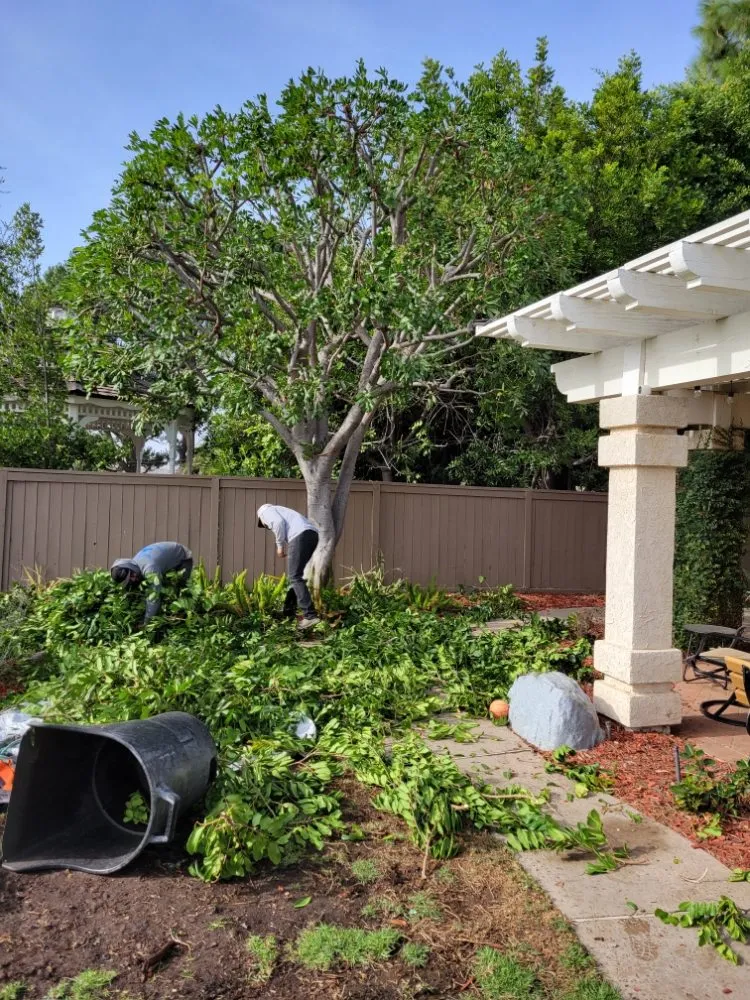 Professional yard maintenance for residential properties in Garden Grove, CA by Flores Landscaping