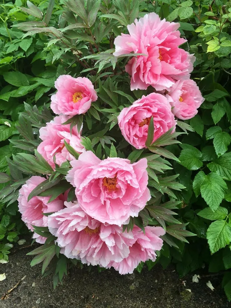 Professional outdoor landscaping for outdoor upgrades in Scranton, PA by Flores Landscaping