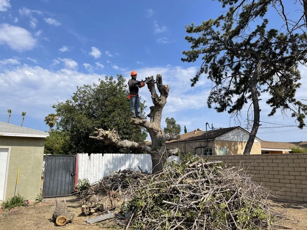 Top-rated yard maintenance experts serving Los Angeles, CA - Flores Landscaping Services