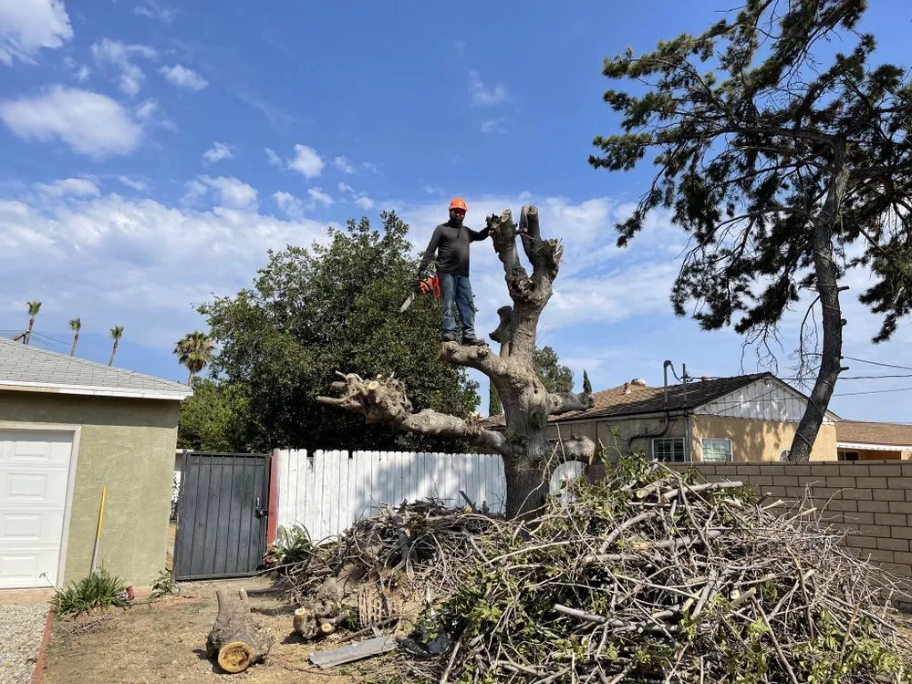 Affordable yard maintenance in Los Angeles, CA - Flores Landscaping Services