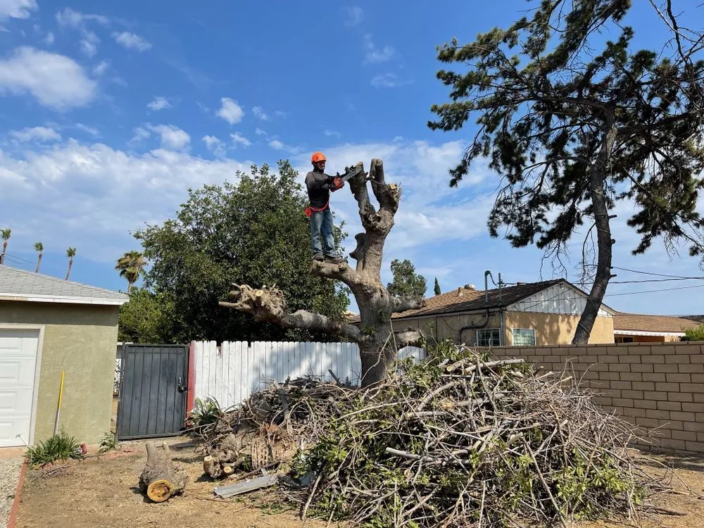 Reliable lawn mowing service in Los Angeles, CA - Flores Landscaping Services