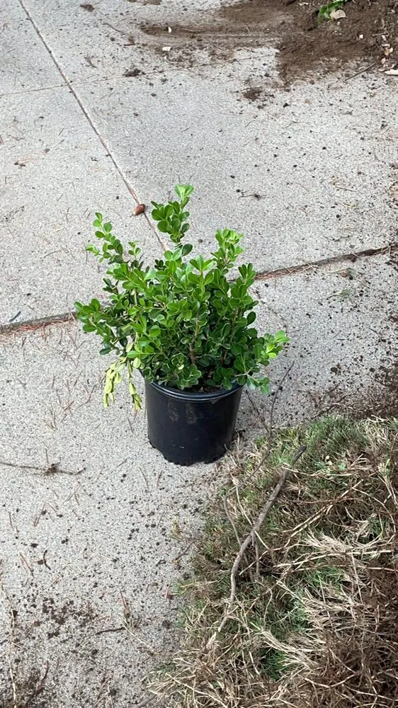 Custom lawn care service in Los Angeles, CA by Flores Landscaping Services