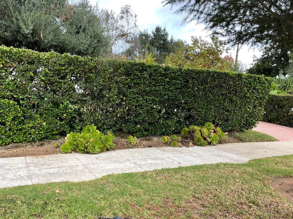 Affordable yard cleanup service experts serving Los Angeles, CA - Flores Landscaping Services