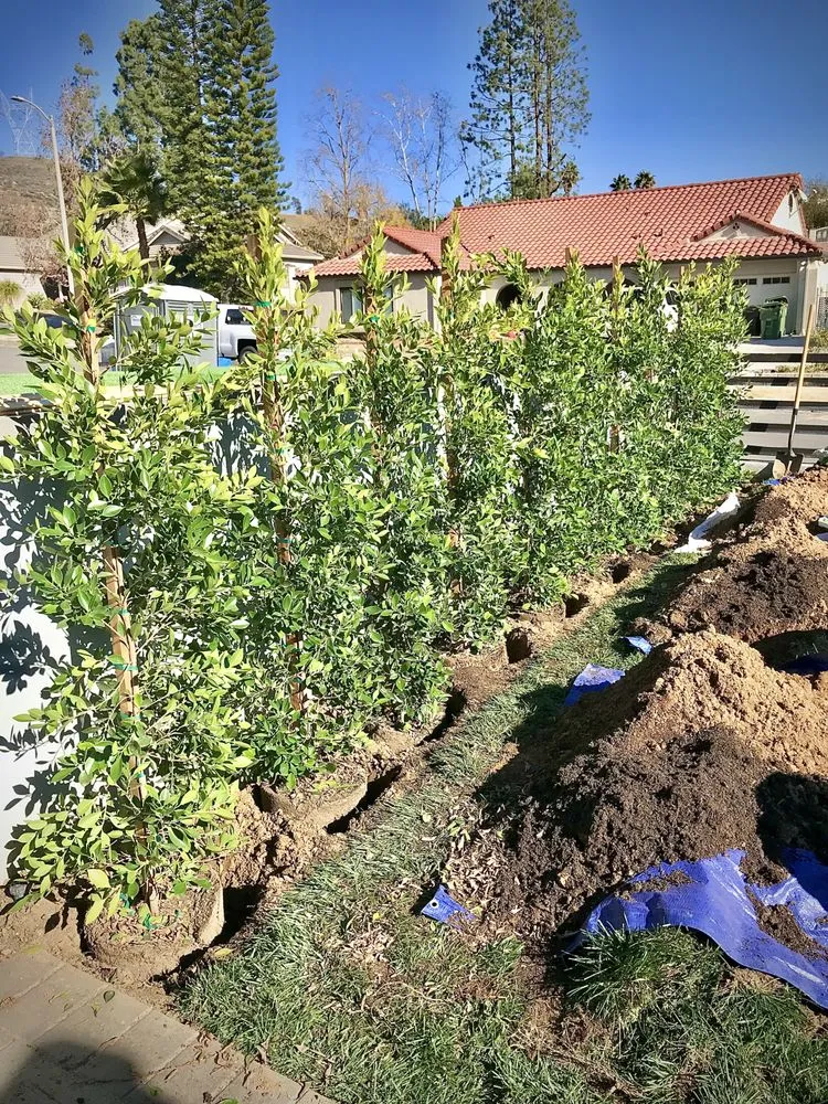 Affordable lawn care service near you in Los Angeles, CA by Flores Landscaping Services