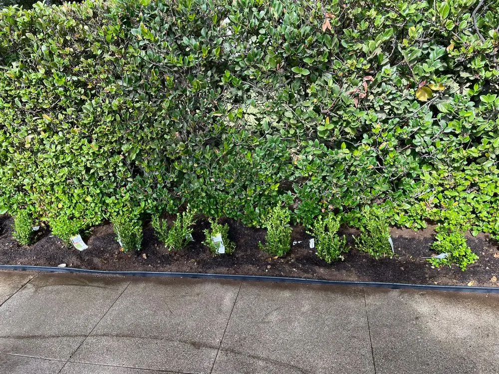 Top-rated lawn mowing service in Los Angeles, CA - Flores Landscaping Services