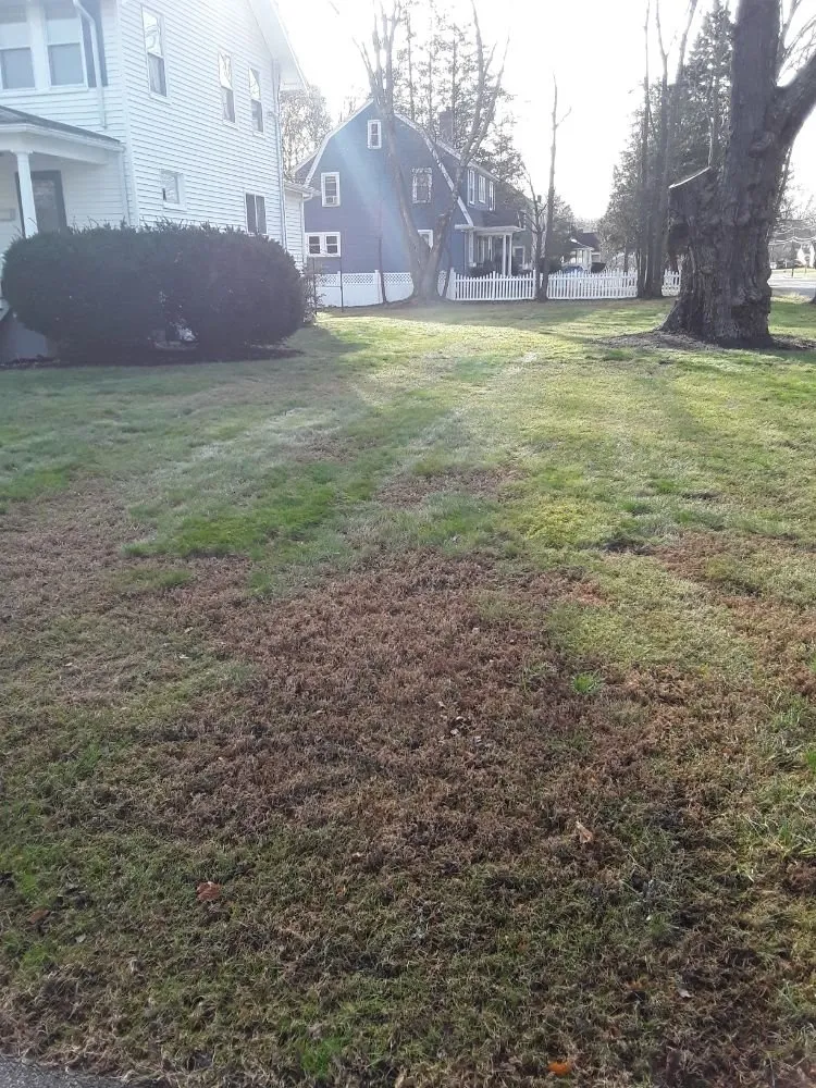 Expert lawn care service experts serving Randolph, MA - Flores Landscaping Services
