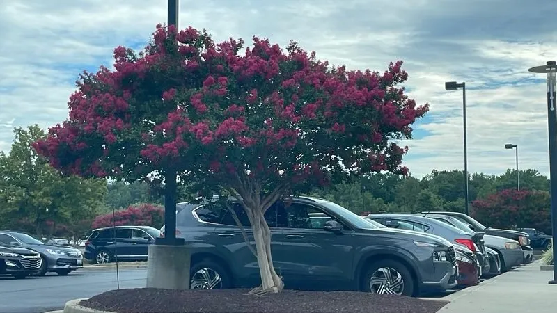 Trusted garden landscaping experts serving Saint Charles, MD - Flores Landscaping Services