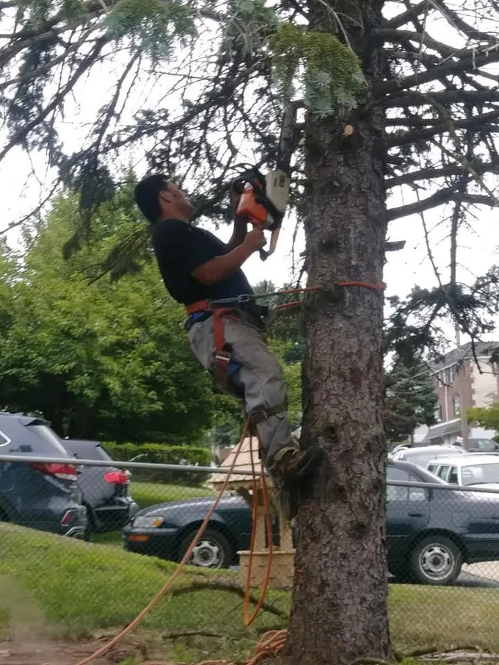 Top-rated landscape installation experts serving Hatfield, PA - Flores Landscaping Tree Services