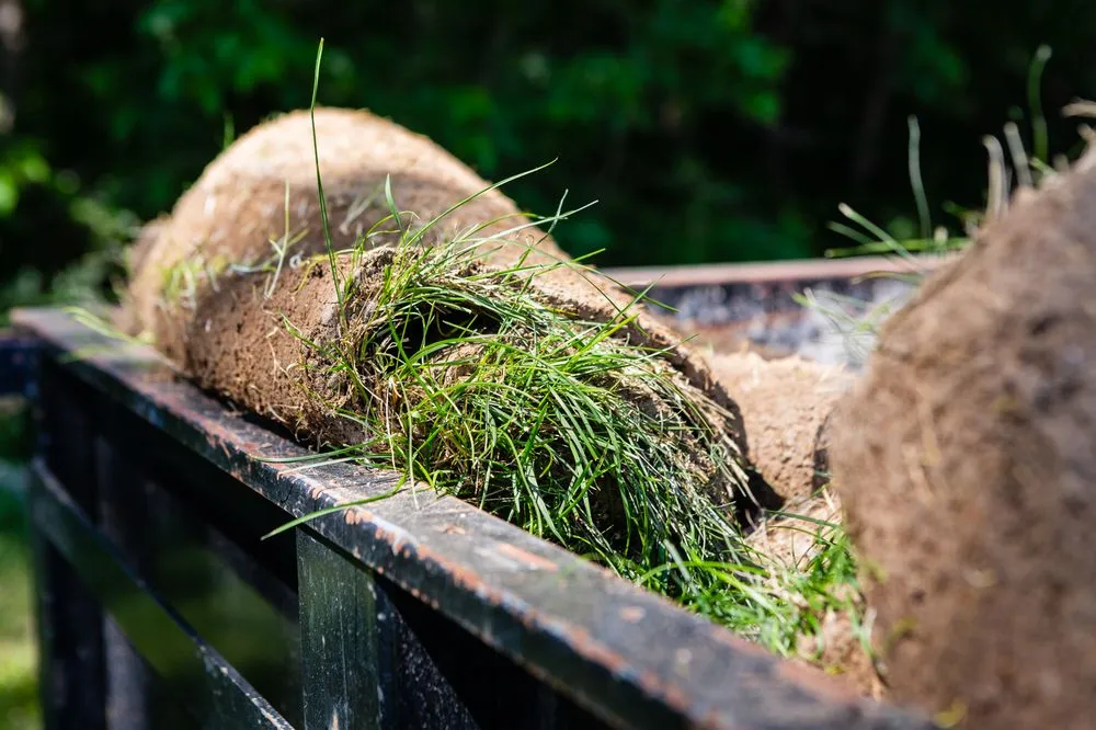 Professional garden landscaping in Longmont, CO - Flores Landviews