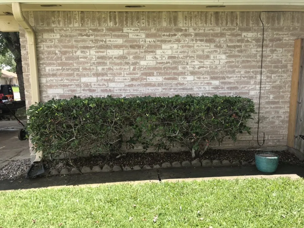 Professional yard cleanup service experts serving OLD RVR-WNFRE, TX - Flores Lawn Care
