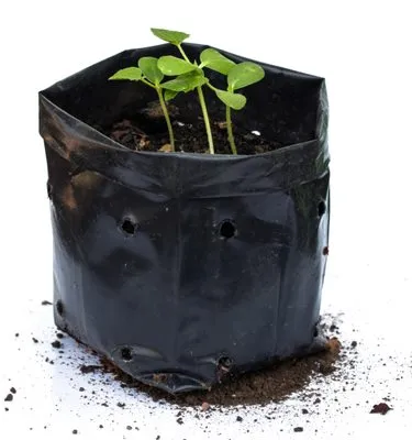 Flores Lawn Care Logo