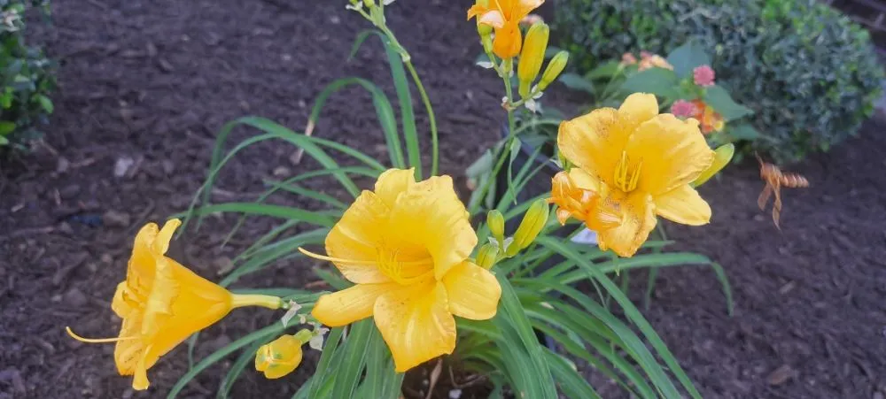 Reliable garden landscaping experts serving Midlothian, TX - Flores lhs