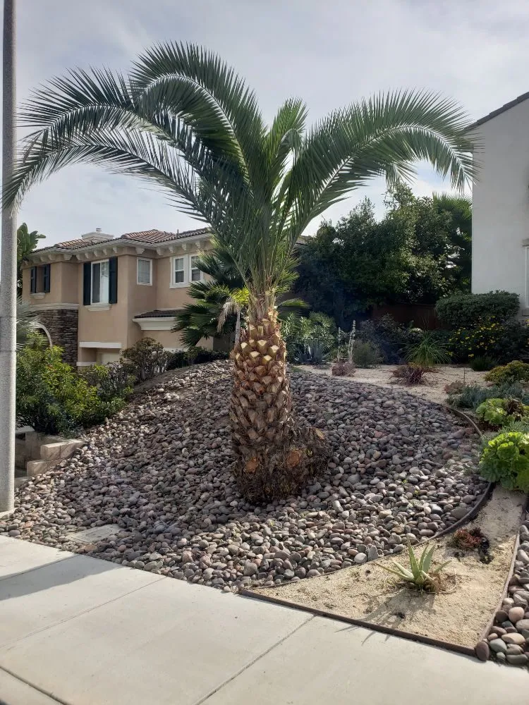 Trusted lawn care service for homes across Vista, CA - Flores Tree Service & Landscape