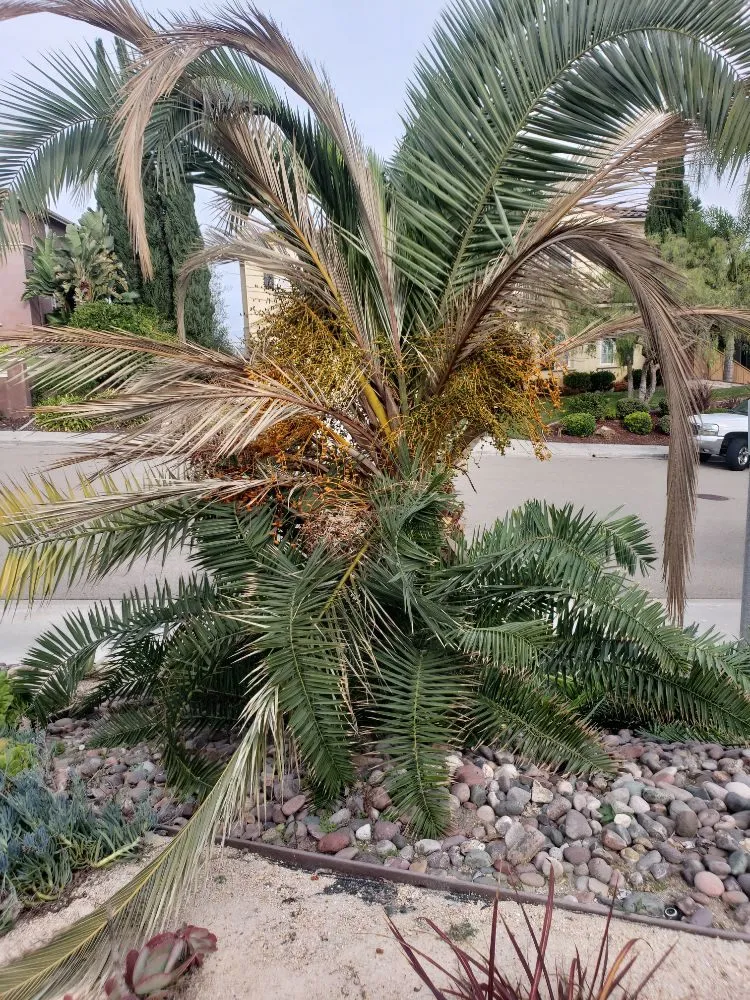 Custom outdoor landscaping experts serving Vista, CA - Flores Tree Service & Landscape