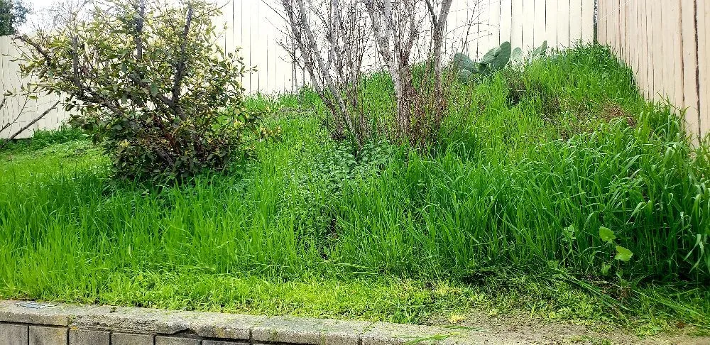 Top-rated residential landscaping for beautiful yards across Vista, CA - Flores Tree Service & Landscape