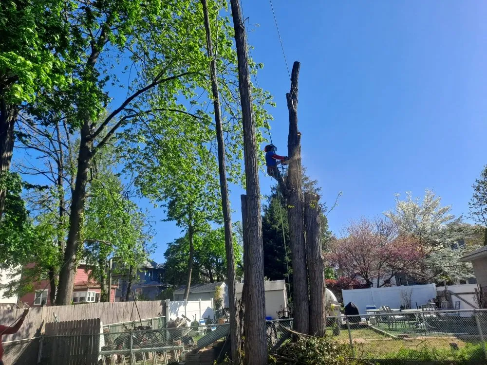 Expert landscape installation for year-round maintenance across Riverside, NJ - Flores Tree Service and Landscaping