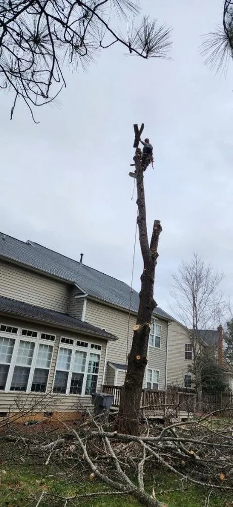 Custom lawn care service for beautiful yards in Charlotte, NC by Flores Tree Service