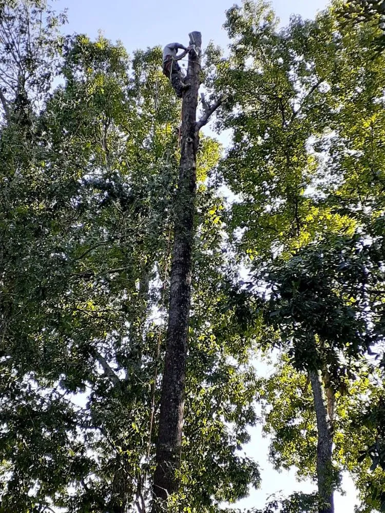 Top-rated lawn care service with custom design across Charlotte, NC - Flores Tree Service