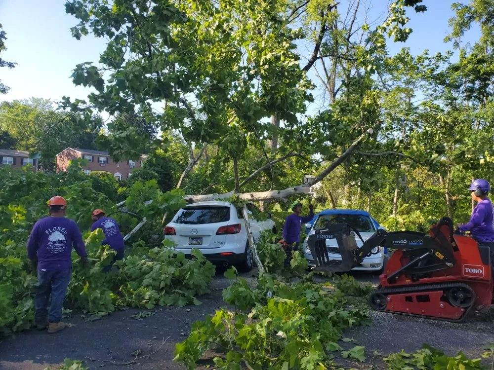 Expert yard maintenance for homes across Warminster, PA - Flores Tree Services & Landscaping